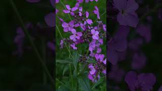 Matthiola flowers shorts newvideo nature subscribe garden youtube flowers gardening [upl. by Hedvig]