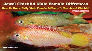 Red jewel fish male female differences how to find male female jewel fish [upl. by Anitnahs210]