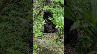 台灣黑熊Formosan Black BearTaipei Zoo [upl. by Noit]