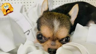 Funniest Chihuahua Dogs [upl. by Annaxor618]