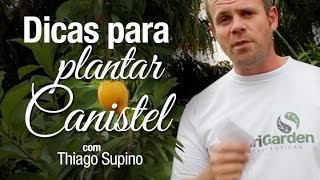 Dicas para cultivar Canistel ou Sapota Amarela [upl. by Arenahs]