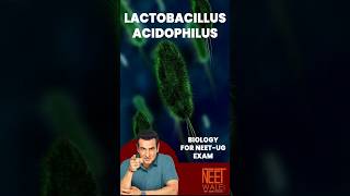 Lactobacillus Acidophilus  Human health and disease  class 11th Biology  NEET  neet science [upl. by Edda]