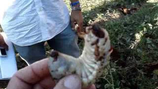 Rhinoceros beetle larvae in Zambézia Mozambique [upl. by Norven]