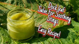 How To Make Dock Leaf Salve  Sooths Stings amp Bites 🍃 How To Make amp Identify Rumex obtusifolius [upl. by Nirehs]