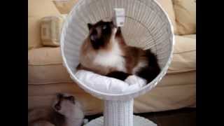 Modern Cat Furniture  The Refined Feline Kitty Ball Cat Bed™  Floppycats [upl. by Cissej]