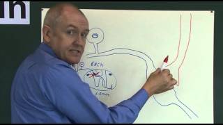 Pain 5 Analgesic pathways [upl. by Jean]