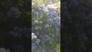 Ceanothus California Lilac [upl. by Alyss282]