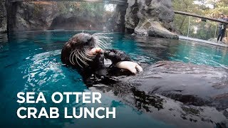 Sea Otter Lincoln Gets Crunchy with a Crab [upl. by Nivan10]