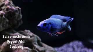 Sciaenochromis Fryeri Ahli Iceberg African cichlids [upl. by Emmott]