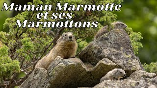 Maman Marmotte et ses Marmottons  Pyrénées Orlu [upl. by Jung]