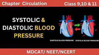 What is Systolic amp Diastolic blood pressure in UrduHindi  Types of Blood pressure [upl. by Ever60]