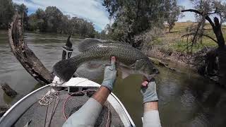 60km Murrumbidgee River Drift chasing Murray Cod [upl. by Ysle]