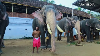 കേരളത്തിലെ ആനകൾ  Kerala Elephants Tripunithura Vrischikolsavam [upl. by Ailedroc]