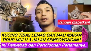 KUCING LEMAS TIDAK MAU MAKAN❓ Cara mengobati kucing lemas tidur terus  penyebab dan pertolongannya [upl. by Rodney]