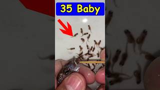 Mother fish giving birth to 35 baby fish 💪🐬🥰 fish fishvideo [upl. by Harli]