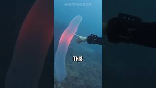 What exactly are pyrosomes [upl. by Hilbert]