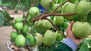 This method is really special for Guava reproductiongardening [upl. by Carine78]