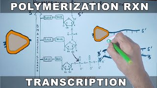 Polymerization Reaction in Transcription  RNA Synthesis [upl. by Tillford]