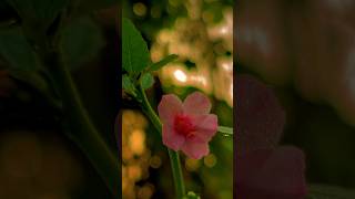 Sweet morning 🍃nature shorts ytshorts youtubeshorts jaishanker butterfly birds photography [upl. by Anivad]