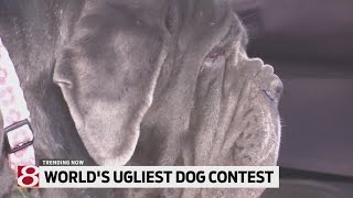 Worlds Ugliest Dog Contest [upl. by Bringhurst500]