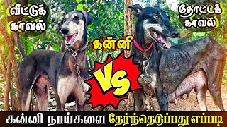 கன்னி நாய்களை தேர்ந்தெடுப்பது எப்படி  kanni dog comparison in Tamil  native dog breeds  Sky Media [upl. by Nedi48]