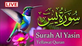 Live  🛑 Morning Tellawat Quran 🕋 Surah Yasin 🕌 سورۃ یاسین  💤 Best Tellawat Quran 💤🌹💤🕋💤🥀🕌💤 [upl. by Idnerb836]