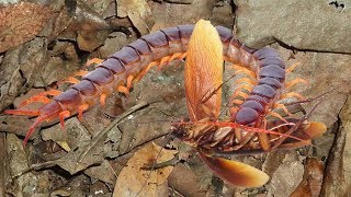 My centipede helps me remove cockroaches by hunting them [upl. by Aikemot]