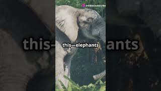 Shocking Discoveries African Elephants Revealed [upl. by Stokes141]