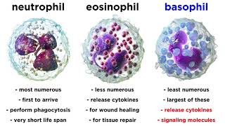 Types of Immune Cells Part 2 Myeloid and Lymphoid Lineages [upl. by Triley]