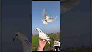 Tame kabutar kaise kare baby Pigeon shorts viralshorts viralvideo fancykabutar pet [upl. by Balthasar]