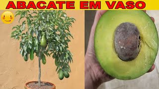 🛑 ABACATE PRODUZINDO NO VASO EM POUCO TEMPO😱🥑🥑 PASSO A PASSO AQUI COMIGO DIRETO DO POMAR 🥑😍 [upl. by Micheil]