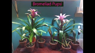 How To Bromeliad Pup Propogation [upl. by Etterraj]