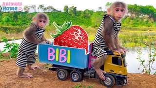 Farmer BiBi harvest strawberry so funny [upl. by Pacheco]