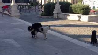 2 Stray Dogs Mating In Athens [upl. by Lovich]