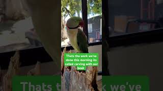 Connivance as always funnybirbs funnyanimals funny cute pet art  work viralvideo [upl. by Arihday]