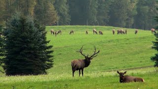 WPSUs Virtual Field Trip to Elk Country [upl. by Catima]