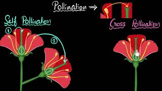 Pollination self amp cross  How do organisms reproduce  Biology  Khan Academy [upl. by Gnouv]