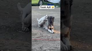 ZİLLİ İLE ÖYKÜNÜN YASAK AŞKI kangal köpek köpek jackrussellterrier [upl. by Reivad565]