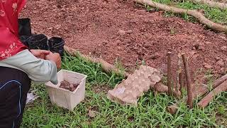 Tanam Sengkuang Jagung Membaja Dan Membuat Kayu Pacangan  Planting Jicama Corn And Trellis Time [upl. by Annoynek]