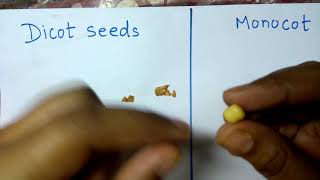 monocot and dicot plantsamazing explanationIdentification of monocot and dicot seeds [upl. by Padraic162]