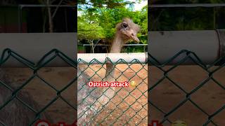 ostrich attack crazy wild beaware dangerous tallest birds wildanimals trendingshorts [upl. by Salim]