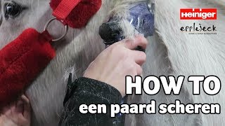 HOW TO een paard scheren  DEEL1  62  Epplejeck [upl. by Eagle522]