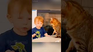 shortvideo funny petschannel petchannel yourcat pets cat catchannel yourpet [upl. by Lothaire]