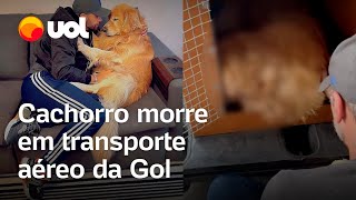 Cachorro morre em transporte aéreo da Gol família compartilha vídeo [upl. by Socrates]