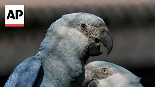 Recovery of the Spixs Macaw threatened by climate change [upl. by Claudina313]