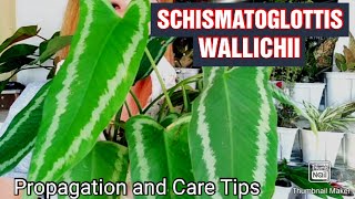 Schismatoglottis Wallichii Plant Propagation and Care TipsGee Channel [upl. by Loggia]