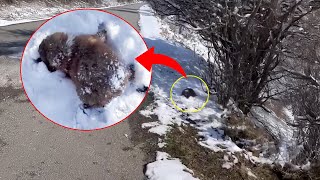 Frozen in 17 °C puppy buried in snow tried to call out to mother in vain [upl. by Anidan]