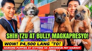 GRABE P4500 LANG BULLY KAPRESYO LANG SHIH TZU BILIHAN NG MURANG PUPPIES SA ARRANQUE PET MARKET [upl. by Kameko]