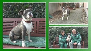 Hundevermittlung  FebruarMärz 2019 Tierheim Hannover TV [upl. by Sucramat]