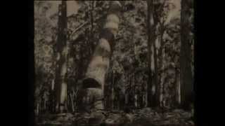 1920 Manjimup Timber Industry [upl. by Ahsirk]